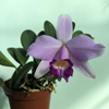 laelia sincorana x alaorii